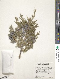 Juniperus scopulorum image