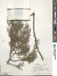 Juniperus scopulorum image