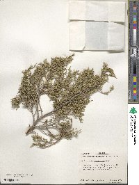 Juniperus scopulorum image