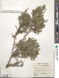 Juniperus scopulorum image