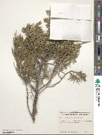 Juniperus scopulorum image