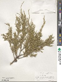 Juniperus scopulorum image