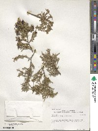 Juniperus scopulorum image