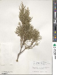 Juniperus scopulorum image