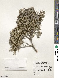 Juniperus scopulorum image