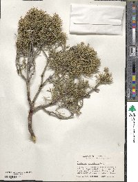 Juniperus scopulorum image