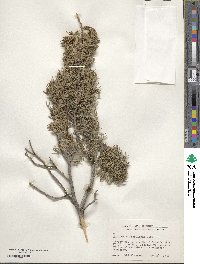 Juniperus scopulorum image