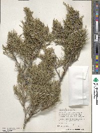 Juniperus scopulorum image