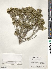 Juniperus scopulorum image