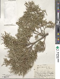 Juniperus scopulorum image