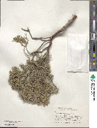 Juniperus scopulorum image