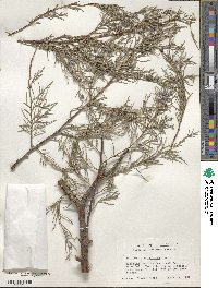 Juniperus scopulorum image