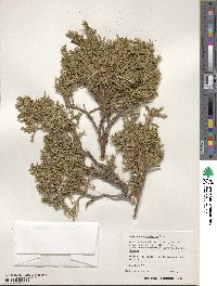 Juniperus scopulorum image