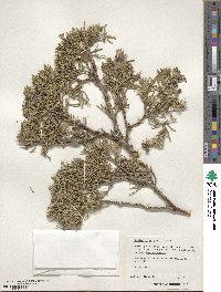 Juniperus scopulorum image