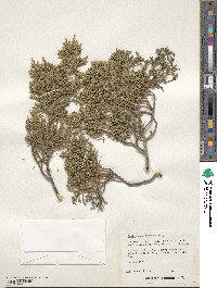 Juniperus scopulorum image