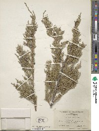 Juniperus scopulorum image