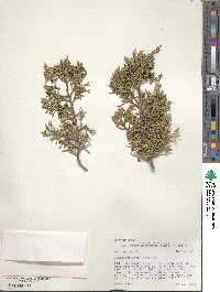 Juniperus scopulorum image