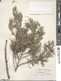 Juniperus scopulorum image