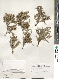 Juniperus scopulorum image