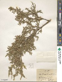 Juniperus scopulorum image