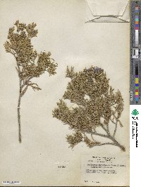 Juniperus scopulorum image