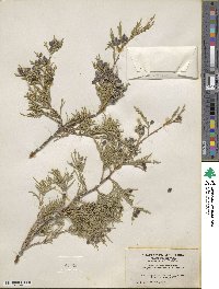 Juniperus scopulorum image