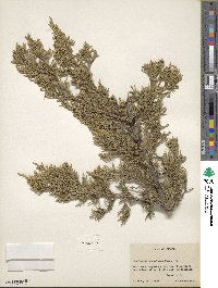 Juniperus scopulorum image