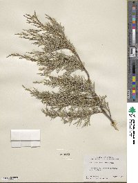 Juniperus scopulorum image