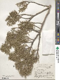 Juniperus pinchotii image