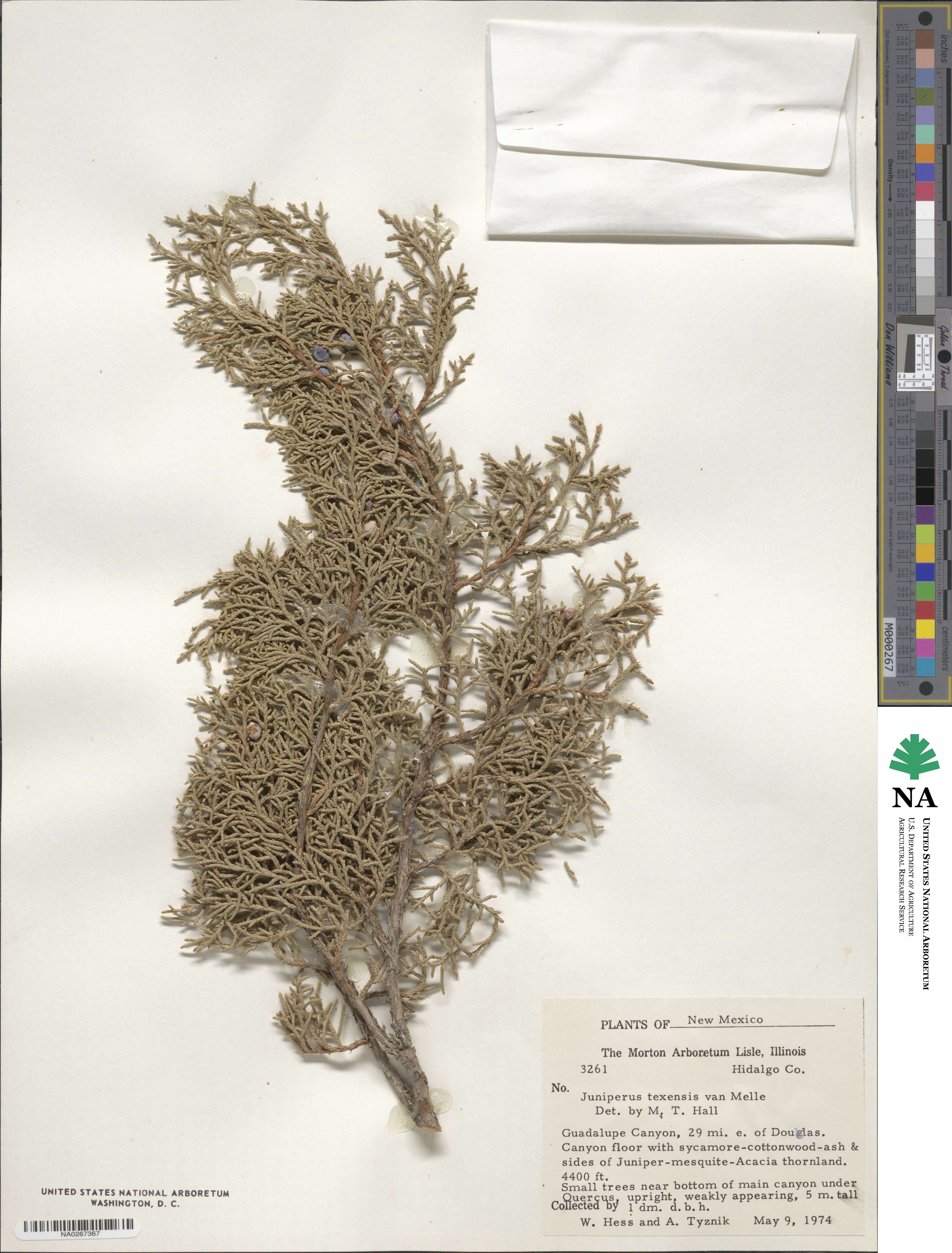 Juniperus pinchotii image