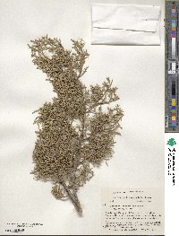 Juniperus pinchotii image