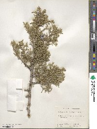 Juniperus osteosperma image