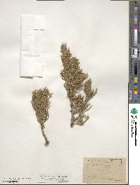 Juniperus osteosperma image