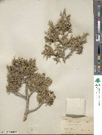 Juniperus osteosperma image