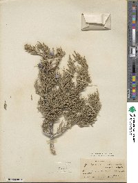 Juniperus osteosperma image