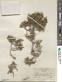 Juniperus osteosperma image