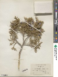 Juniperus osteosperma image