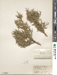 Juniperus osteosperma image