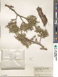 Juniperus osteosperma image