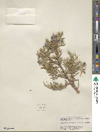 Juniperus osteosperma image