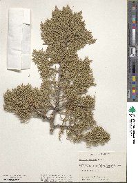 Juniperus osteosperma image