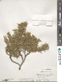 Juniperus osteosperma image