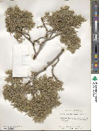 Juniperus osteosperma image