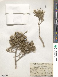 Juniperus osteosperma image