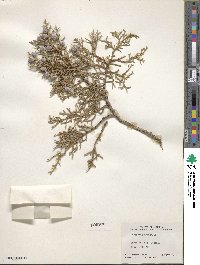 Juniperus osteosperma image