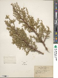 Juniperus osteosperma image