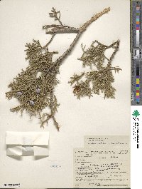 Juniperus osteosperma image