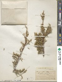 Juniperus osteosperma image