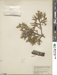 Juniperus osteosperma image