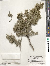 Juniperus osteosperma image